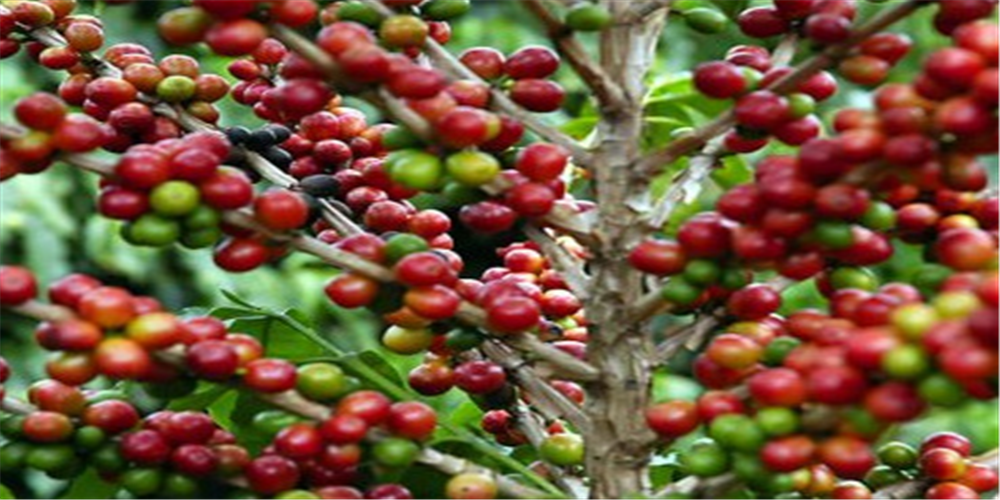 Desafios e Transformações na Cafeicultura Brasileira